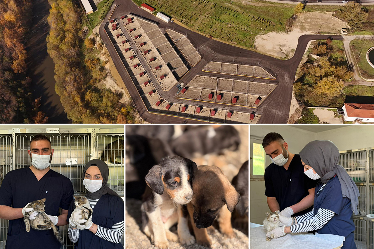 Sahipsiz Hayvan Bakımevi Projesi