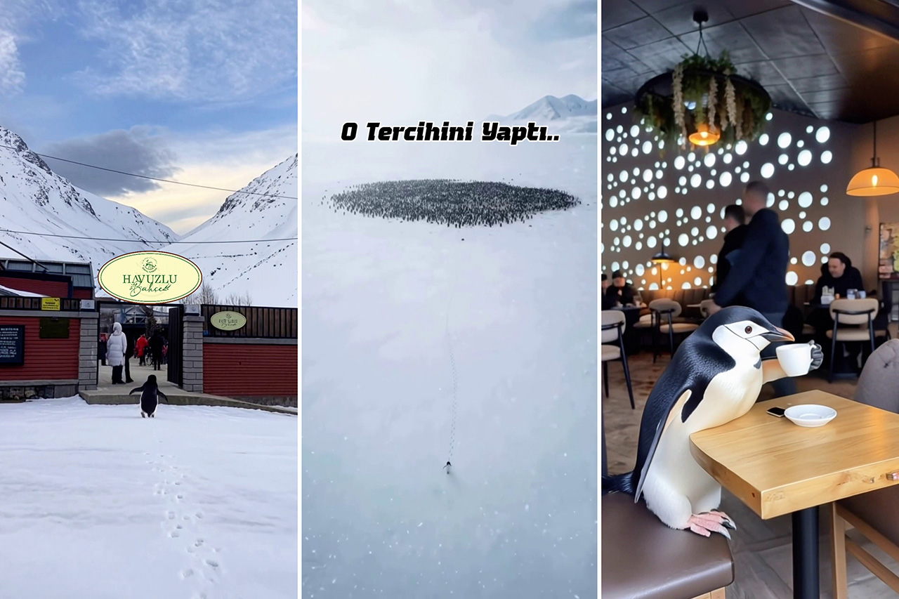 Merak Etmeyin O Havuzlu Bahçe’de Misafirimiz